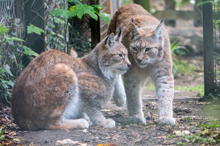 Kent and Flossie  new residents at Dartmoor Zoo 