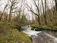 Woodland Trust seeks £2.8m to restore South Hams temperate rainforest