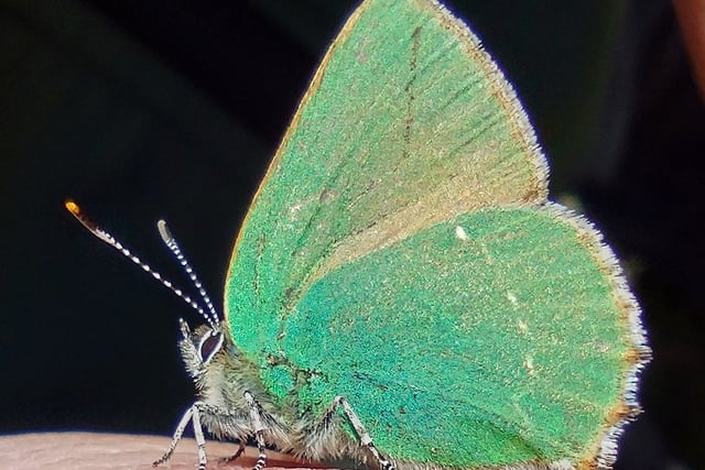 Fiona van Es | Blue sky, yellow gorse and bright green butterflies