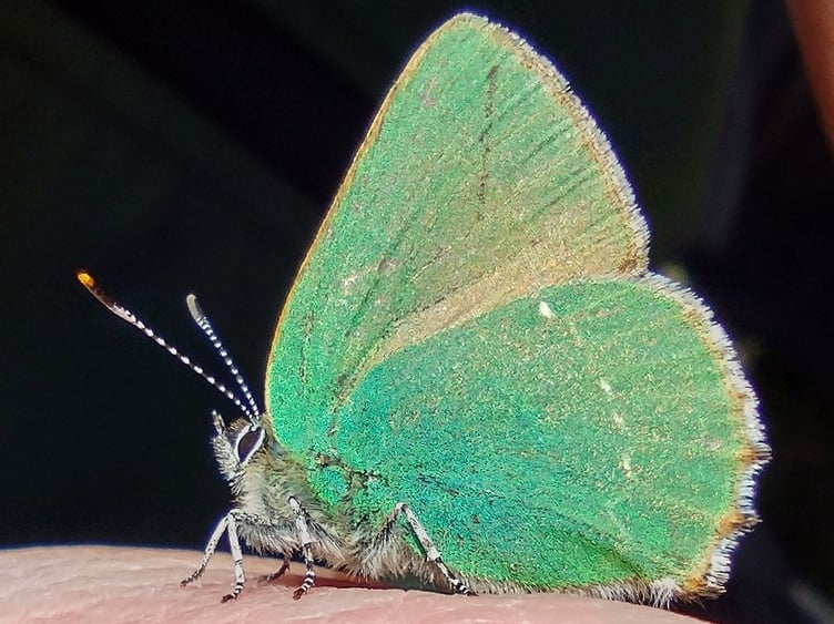 Green Hairstreak butterfly - Fiona van Es