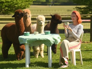 Devon County Show launches Alpaca Café for 2025