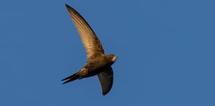 Caroline Snow | Swifts need our help