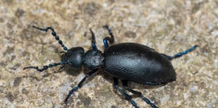 Geoff Foale | Insects out of sync
