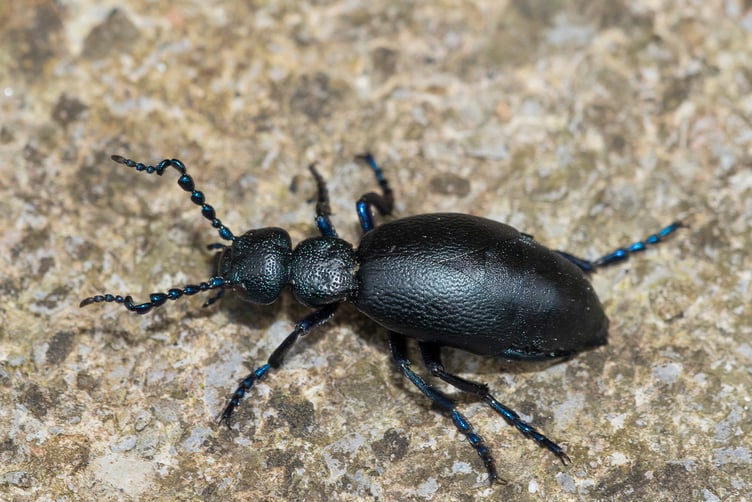 Black Oil Beetle - Meloe proscarabaeus Geoff Foale