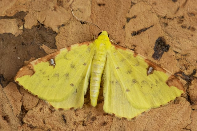 Geoff Foale | Nature Diary: Catching rare moths at home
