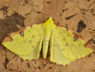 Geoff Foale | Nature Diary: Catching rare moths at home