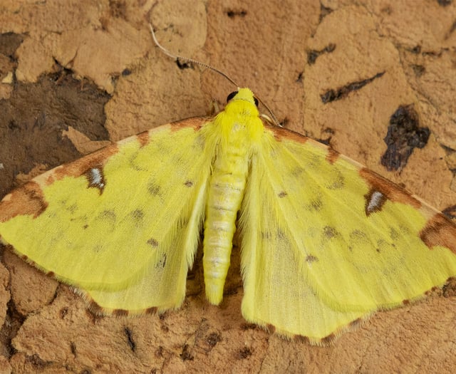 Geoff Foale | Nature Diary: Catching rare moths at home