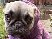 Poorly puppy Pip needs your pounds
