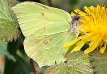 Nature Diary Geoff Foale | A welcome flutter of wings
