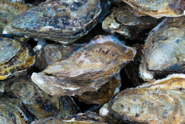 Caroline Snow | Restoring oyster reefs around our coasts