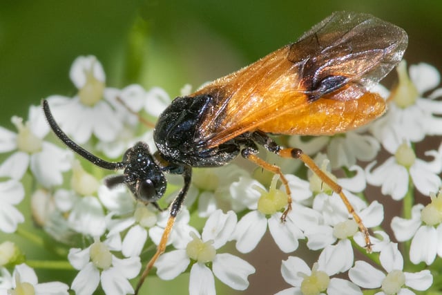 Nature Diary Geoff Foale