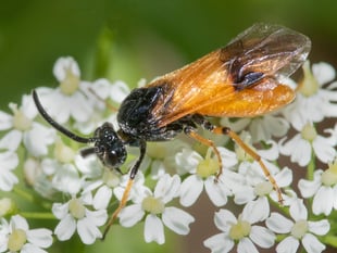 Nature Diary Geoff Foale
