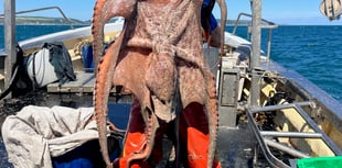 'Bloom' turns South Hams's waters into an octopuses garden