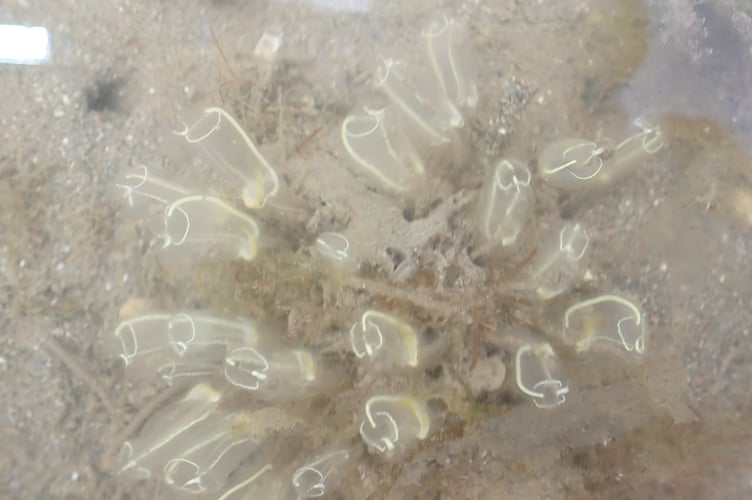 Clavelina -  a cluster of 'lightbulb seasquirts'. Picture: Nigel Mortimer
