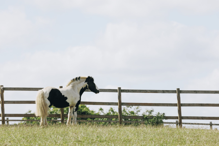 12-year-old piebald Cob Arty arriving at the charity's Newton Abbot centre