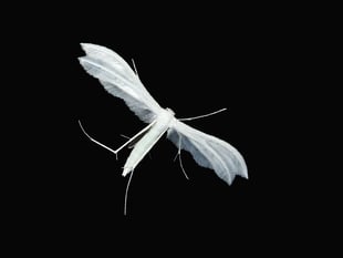 Caroline Snow | Protecting our summer nights for night-flying insects