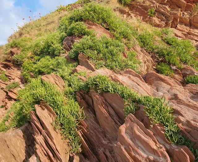 Nature Diary by Alice Henderson | Exploring Bigbury on Sea - Part 1