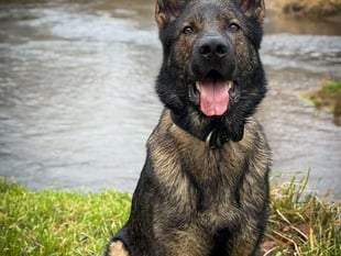 Hero police dog Saka captures motorcyclist