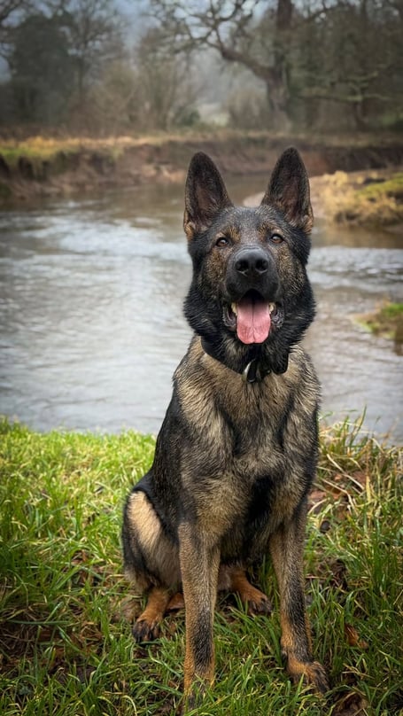 Police dog Saka