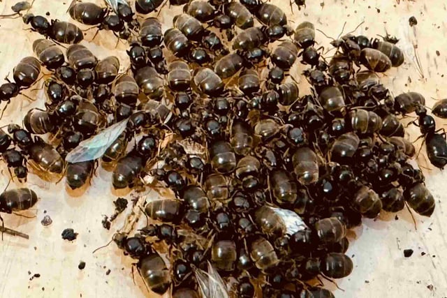 Flying ants may swarm South Hams from July 15 to 22
