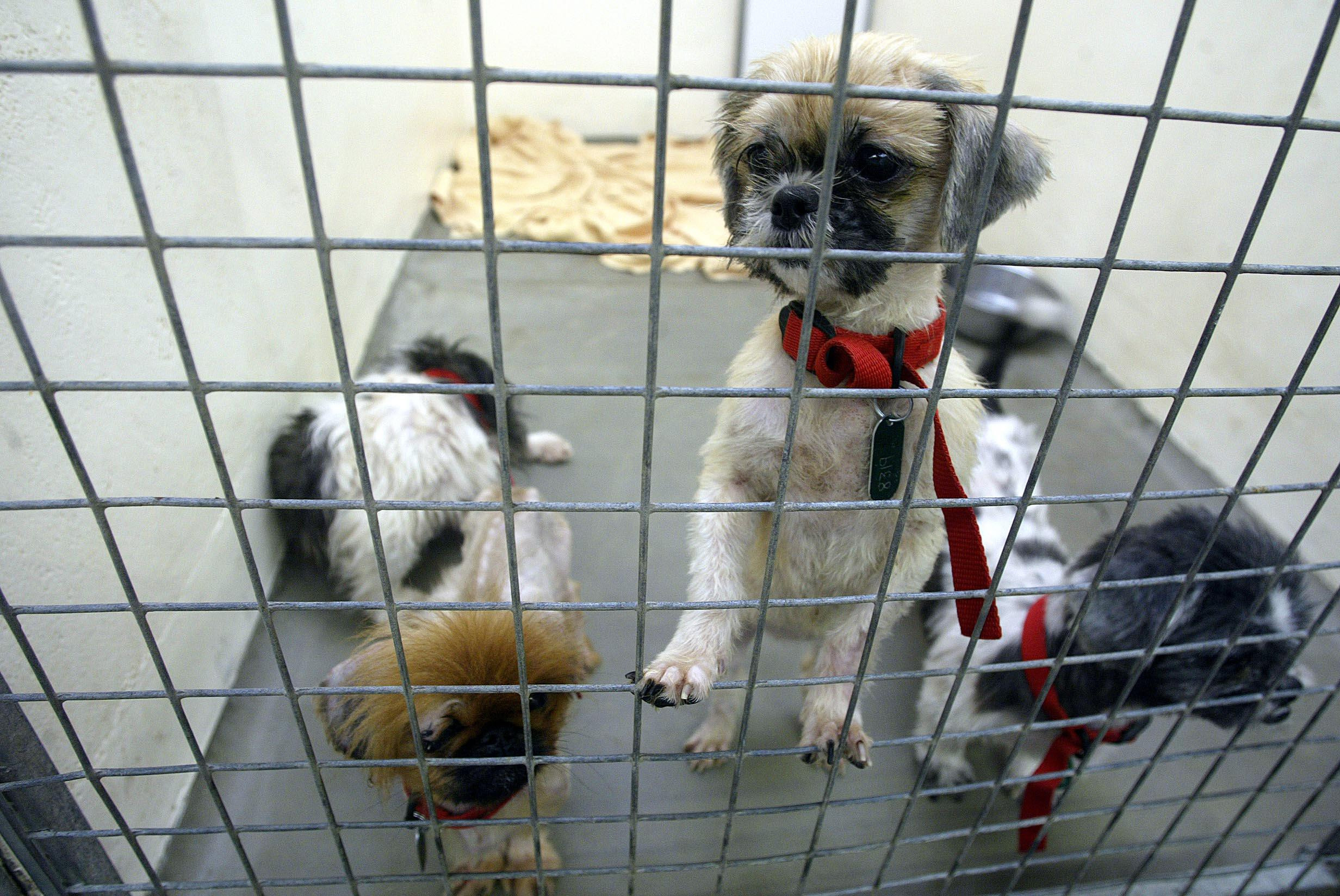Rise in animal cruelty calls to the RSPCA in Devon