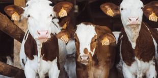 Farming's deadly safety record persists