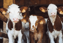 Farming's safety challenges continue