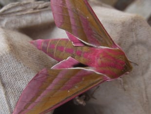 Nature Diary by Gordon Waterhouse | Uncover Modbury's Nature Wonders
