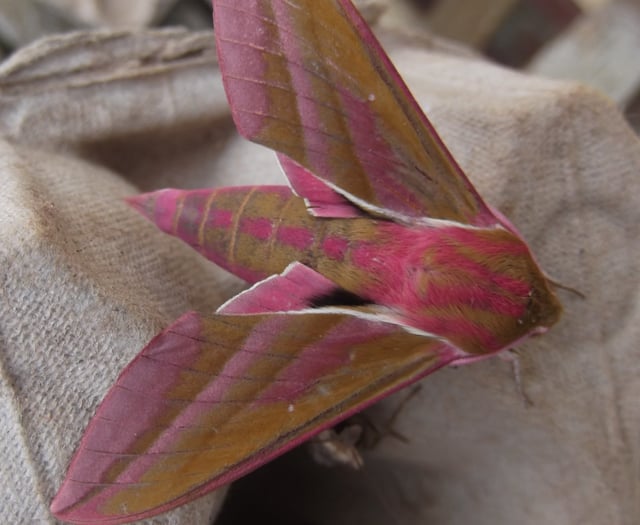 Nature Diary by Gordon Waterhouse | Uncover Modbury's Nature Wonders