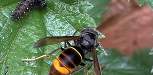 Asian Hornets spotted in Devon