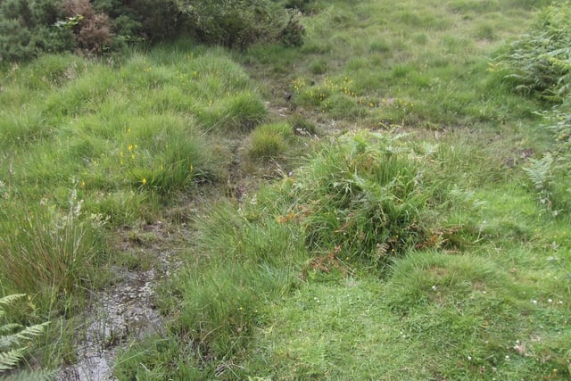 Nature Diary Gordon Waterhouse | The little bog above Shipley Bridge.