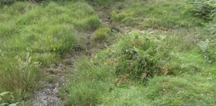 Nature Diary Gordon Waterhouse | The little bog above Shipley Bridge.
