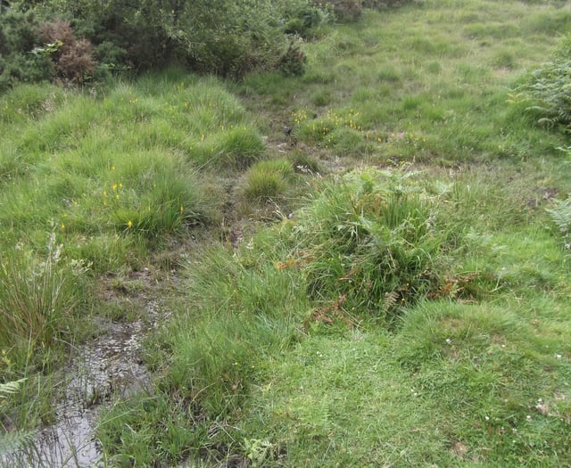 Nature Diary Gordon Waterhouse | The little bog above Shipley Bridge.
