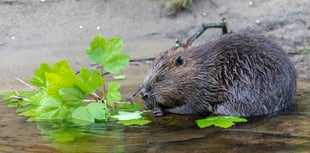 Caroline Snow | Milestone for nature recovery