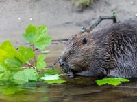 Caroline Snow | Milestone for nature recovery