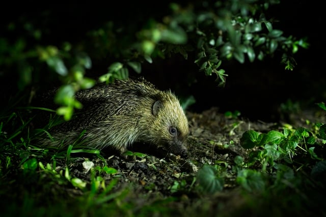 Charities urge gardeners to create wild patches for hedgehogs