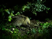 Charities urge gardeners to create wild patches for hedgehogs