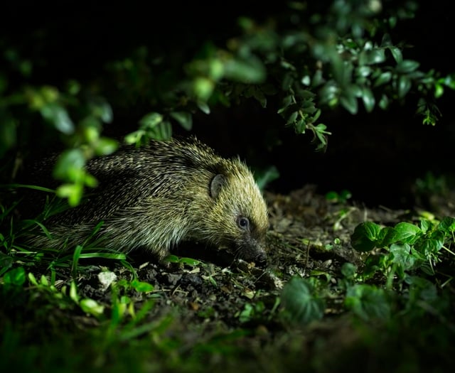 Charities urge gardeners to create wild patches for hedgehogs