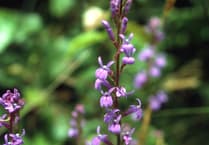 Join the fight to save rare lobelia