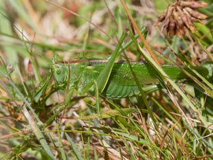 Nature Diary by Geoff Foale | Where the bush-crickets hide