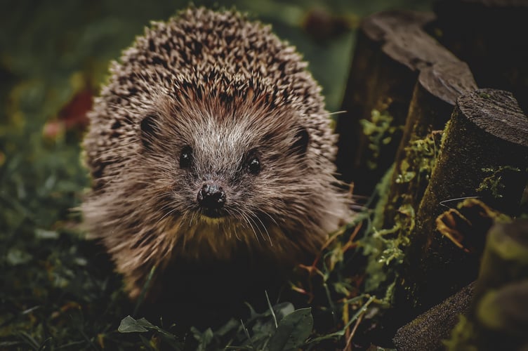 Police are appealing for witnesses to a hedgehog being set alight- Image by Alexa from Pixabay