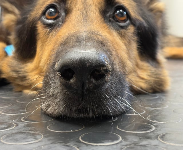 Steve Gosling tackles Bear's nose worries