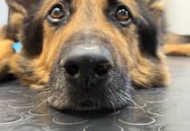 Bear's Health Journey at Kingsbridge Practice