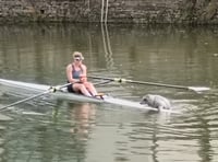 Seal pup surprises rower on River Dart