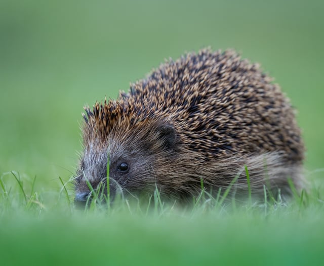 PETA offers £3,000 reward in Plymouth case