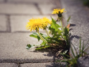 Half of UK councils end pesticide use
