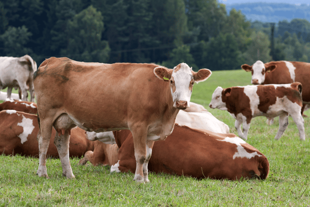 How Now's sustainable dairy expansion at Dartington Estate