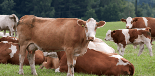 How Now's sustainable dairy expansion at Dartington Estate