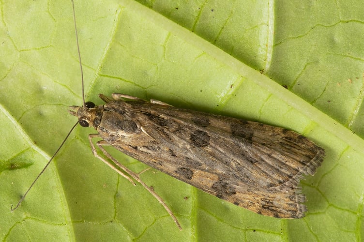 Rush Veneer - Nomophila noctuella - Geoff Foale 