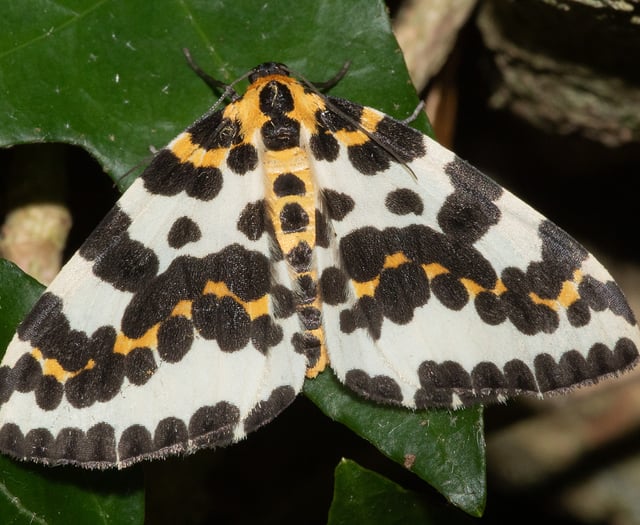 Nature Diary | Insect Life Insights from Geoff Foale